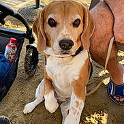 Ohana participe au concours pour gagner de l'argent avec cette photo : animal, beagle, bottle, brown_and_white, canine, closeup, cute, dog, footwear, leash, legs, outdoor, paw, person, pet, puppy, sand, sitting, stroller, sunlight
