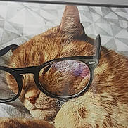 Mario a rejoint le concours — aidez-le/la à gagner de superbes lots ! animal, cat, close_up, cozy, cute, ear, eyewear, feline, funny, fur, ginger_cat, glasses, indoors, nose, pet, portrait, relaxed, resting, sleeping, whiskers