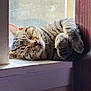 cat, close_up, cozy, domestic_animal, fur, household, indoor, nap, paws, pet, portrait, relaxed, screen, sleeping, sunlight, tabby_cat, whiskers, window, windowsill, wooden_frame