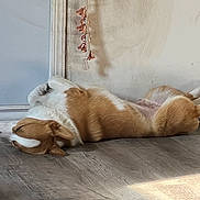 Captainscrunch is registered to the contest to win money with this photo: baseboard, belly_up, canine, corgi, cozy, dog, ears, fur, hardwood_floor, head, indoor, lying_down, nap, paws, pet, relaxed, sleeping, snout, sunlight, wall