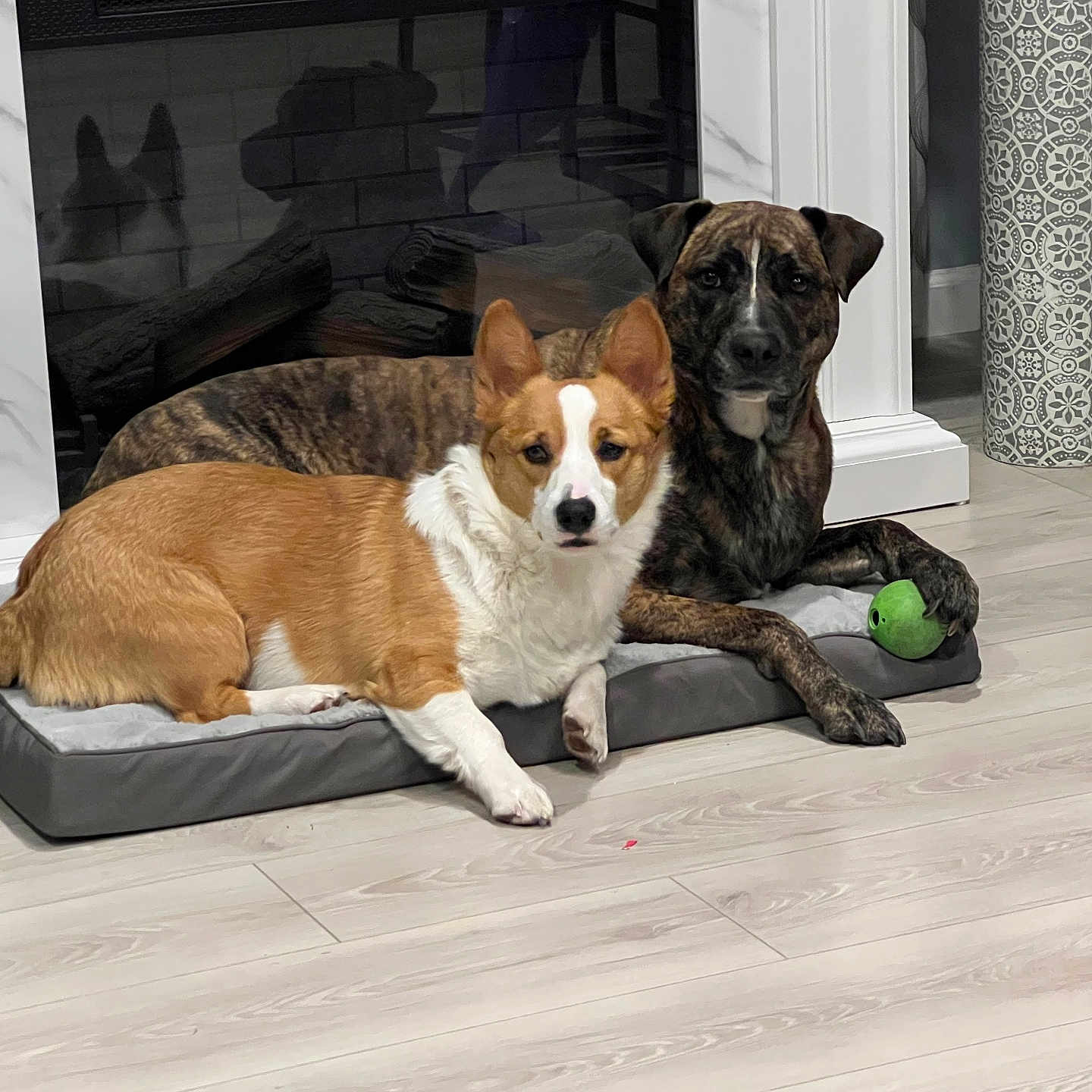 Captainscrunch is registered to the contest to win money with this photo: brindle_dog, companions, corgi, cozy, dog, dog_bed, ears, fireplace, flooring, green_ball, indoor, living_room, lying_down, mantel, pet, portrait, relaxed, toy, two_dogs, wood_floor