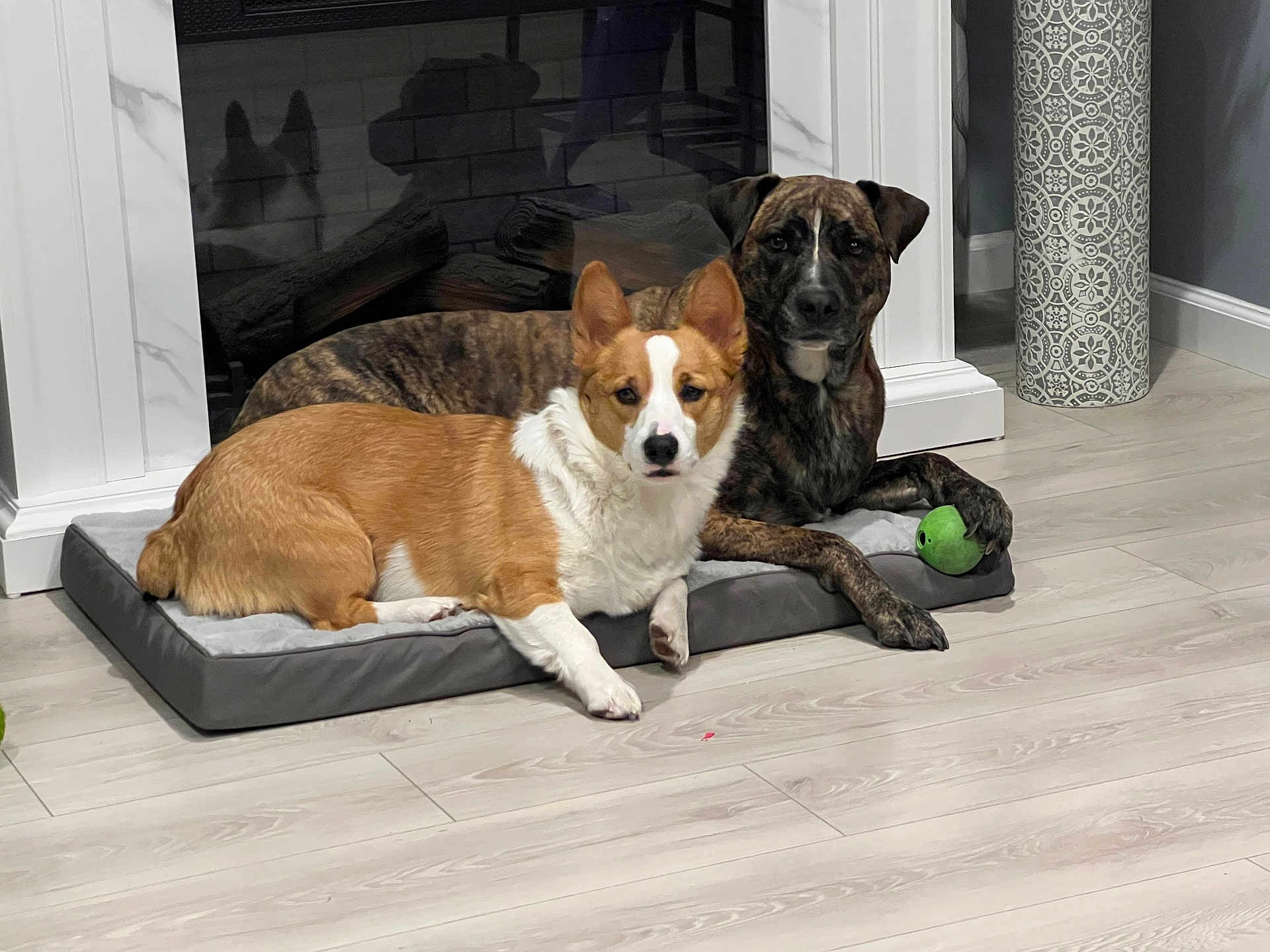 Captainscrunch is registered to the contest to win money with this photo: brindle_dog, companions, corgi, cozy, dog, dog_bed, ears, fireplace, flooring, green_ball, indoor, living_room, lying_down, mantel, pet, portrait, relaxed, toy, two_dogs, wood_floor