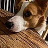 Captain joined the competition — help win amazing prizes! animal, brown, chair, close_up, corgi, cozy, dog, domestic_animal, ears, evening, face, furniture, indoor, looking, marble, nose, pet, resting, table, white