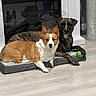 Captain joined the competition — help win amazing prizes! animal, brindle_dog, calm, companion, corgi, cute, decor, dog, domestic, fireplace, flooring, green_ball, home, indoor, paw, pet_bed, relaxed, resting, two_dogs, wood_floor