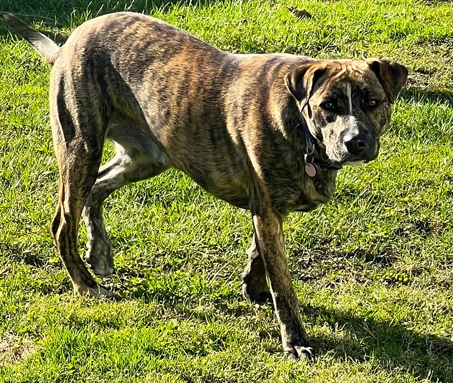 Scrunchie is registered to the contest to win money with this photo: canidae, carnivore, collar, companion_dog, dog, dog_breed, dog_collar, fawn, grass, guard_dog, hunting_dog, non_sporting_group, plant, snout, sporting_group, tail, terrestrial_animal, tree, working_animal, working_dog