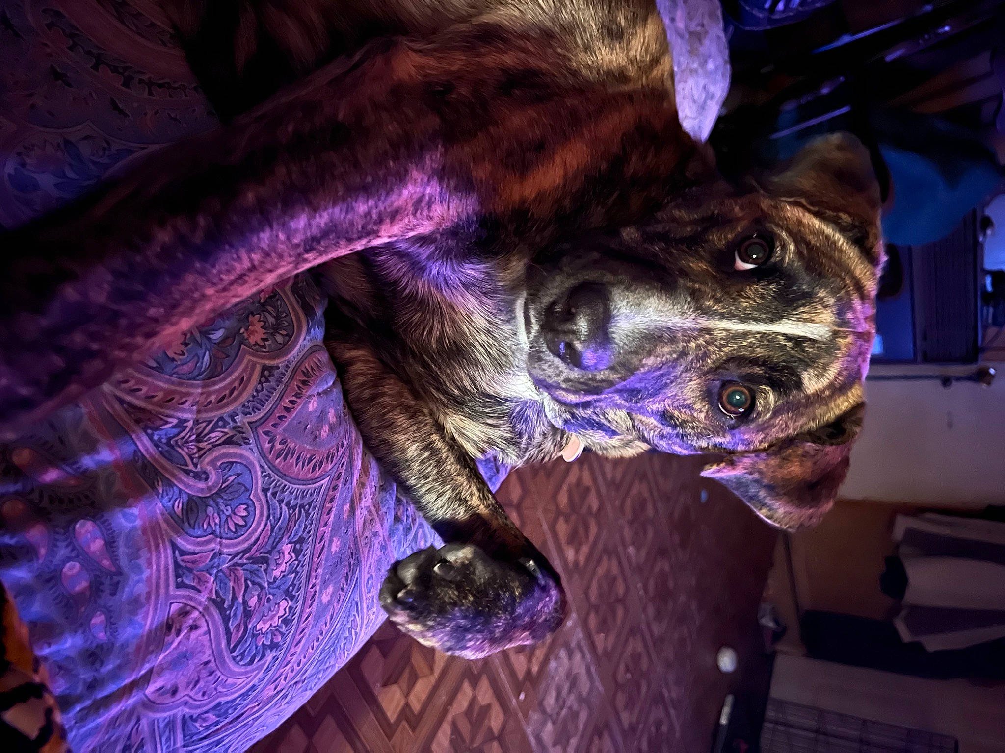 Scrunchie is registered to the contest to win money with this photo: art, building, canidae, carnivore, dog, dog_breed, electric_blue, event, felidae, fictional_character, magenta, purple, rampur_greyhound, reptile, sculpture, snout, sporting_group, terrestrial_animal, violet, whiskers