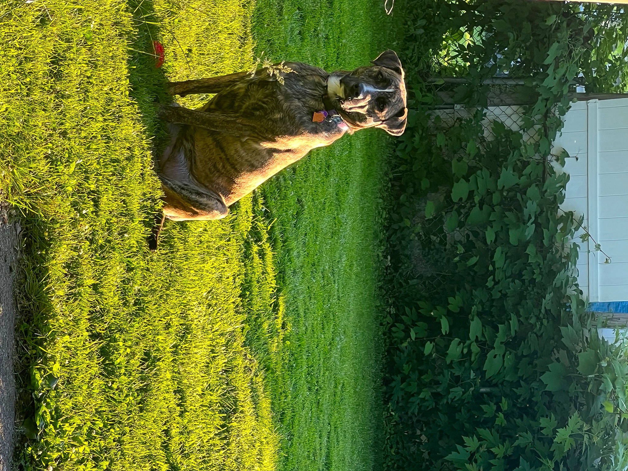 Scrunchie joined the competition — help win amazing prizes! fun, garden, grass, grassland, green, happy, hat, hedge, landscape, lawn, leisure, people_in_nature, plant, reflection, shadow, shrub, sunglasses, tree, water, yard