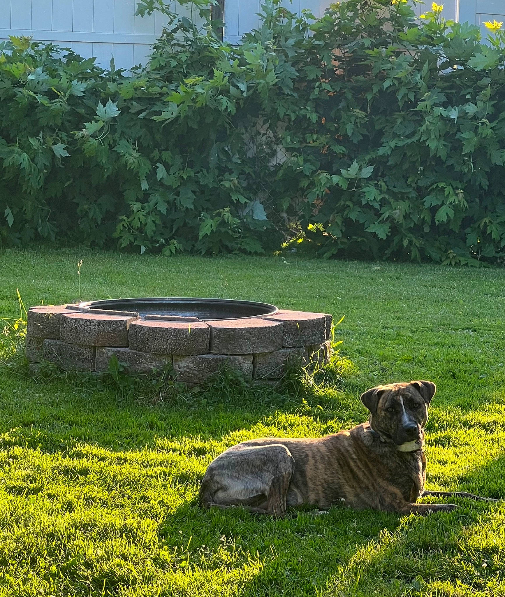 Scrunchie joined the competition — help win amazing prizes! carnivore, dog, dog_breed, grass, grass_family, groundcover, landscape, leaf, meadow, natural_landscape, plant, rectangle, shrub, tints_and_shades, tree, vegetation, window, wood, working_animal, yellow