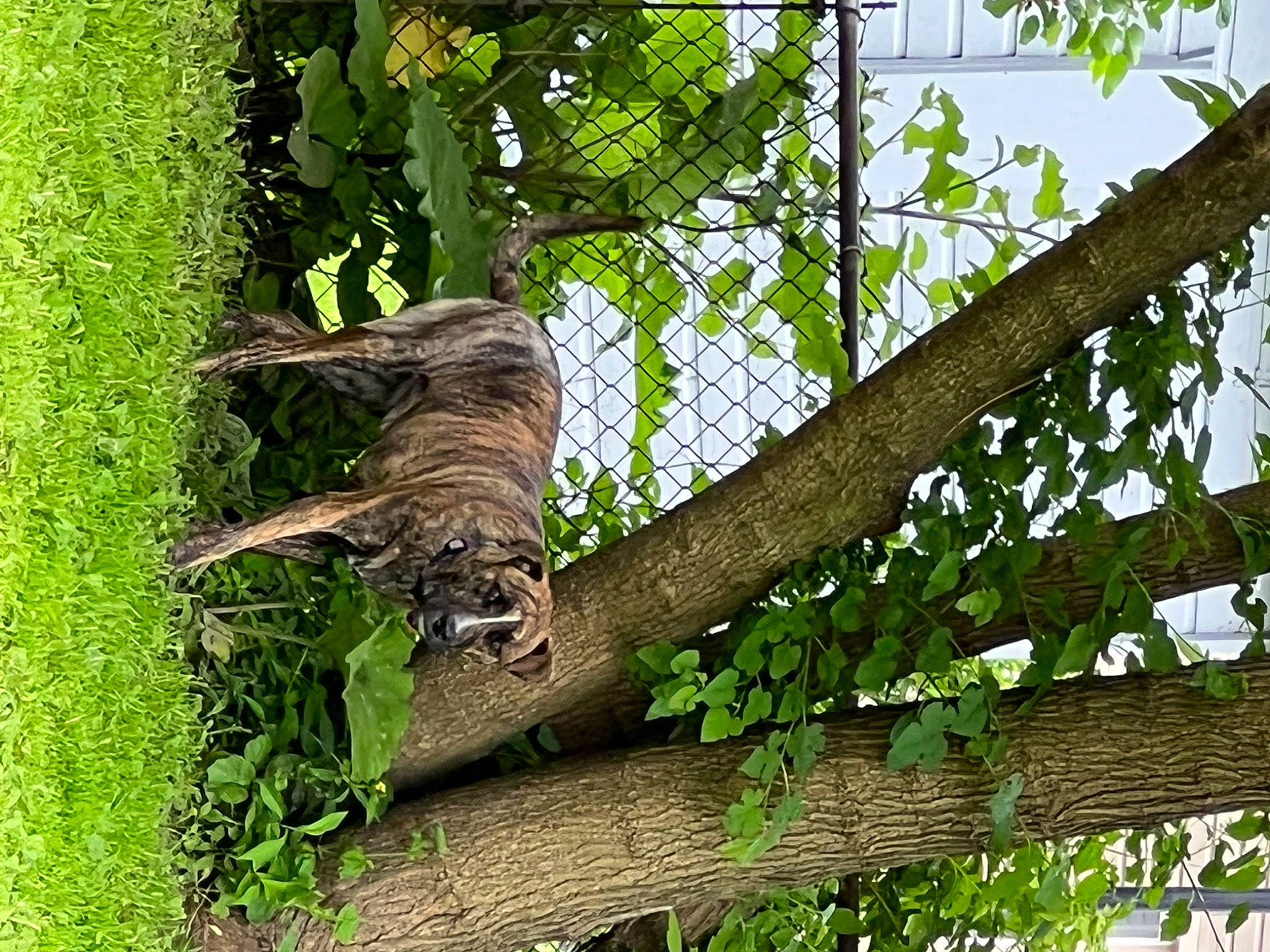 Scrunchie is registered to the contest to win money with this photo: beak, birch_family, bird_of_prey, branch, carnivore, felidae, grass, groundcover, plant, plant_stem, small_to_medium_sized_cats, tail, terrestrial_animal, tree, trunk, twig, wildlife, wood, woody_plant