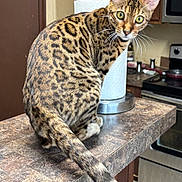 Little Red joined the competition — help win amazing prizes! cat, bengal_cat, kitchen, counter, paper_towel, animal, pet, feline, domestic, curious, spots, tail, indoor, wooden_cabinet, stove, appliance, marble_countertop, whiskers, ears, eyes