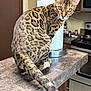 cat, bengal_cat, kitchen, counter, paper_towel, animal, pet, feline, domestic, curious, spots, tail, indoor, wooden_cabinet, stove, appliance, marble_countertop, whiskers, ears, eyes