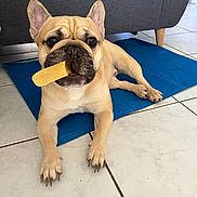Taï a rejoint le concours — aidez-le/la à gagner de superbes lots ! animal, blue_mat, brown, chew_toy, companion, cute, dog, ears_up, floor, french_bulldog, indoor, looking_at_camera, lying_down, paw, pet, short_hair, snout, sofa, tile, toy