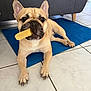 animal, blue_mat, brown, chew_toy, companion, cute, dog, ears_up, floor, french_bulldog, indoor, looking_at_camera, lying_down, paw, pet, short_hair, snout, sofa, tile, toy
