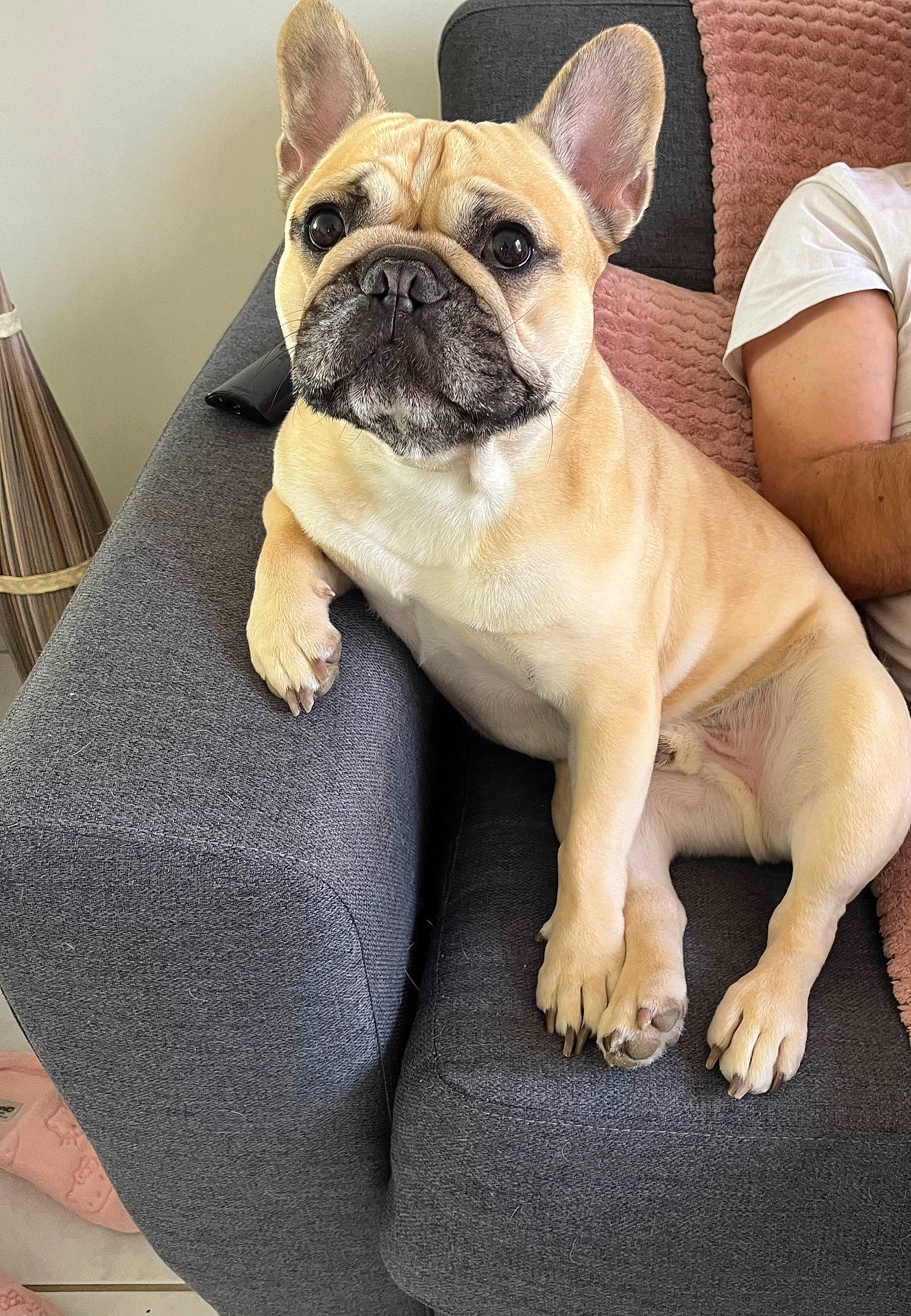 Taï a rejoint le concours — aidez-le/la à gagner de superbes lots ! animal, blanket, canine, comfortable, companion, couch, cute, dog, domestic, ears, french_bulldog, fur, human_arm, indoors, living_room, paw, pet, portrait, relaxing, sitting
