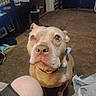 dog, indoor, carpet, person_knee, plastic_bag, water_bottle, table, room, brown_dog, pet, collar, looking_up, floor, casual, home, clutter, furniture, close_up, animal, domestic
