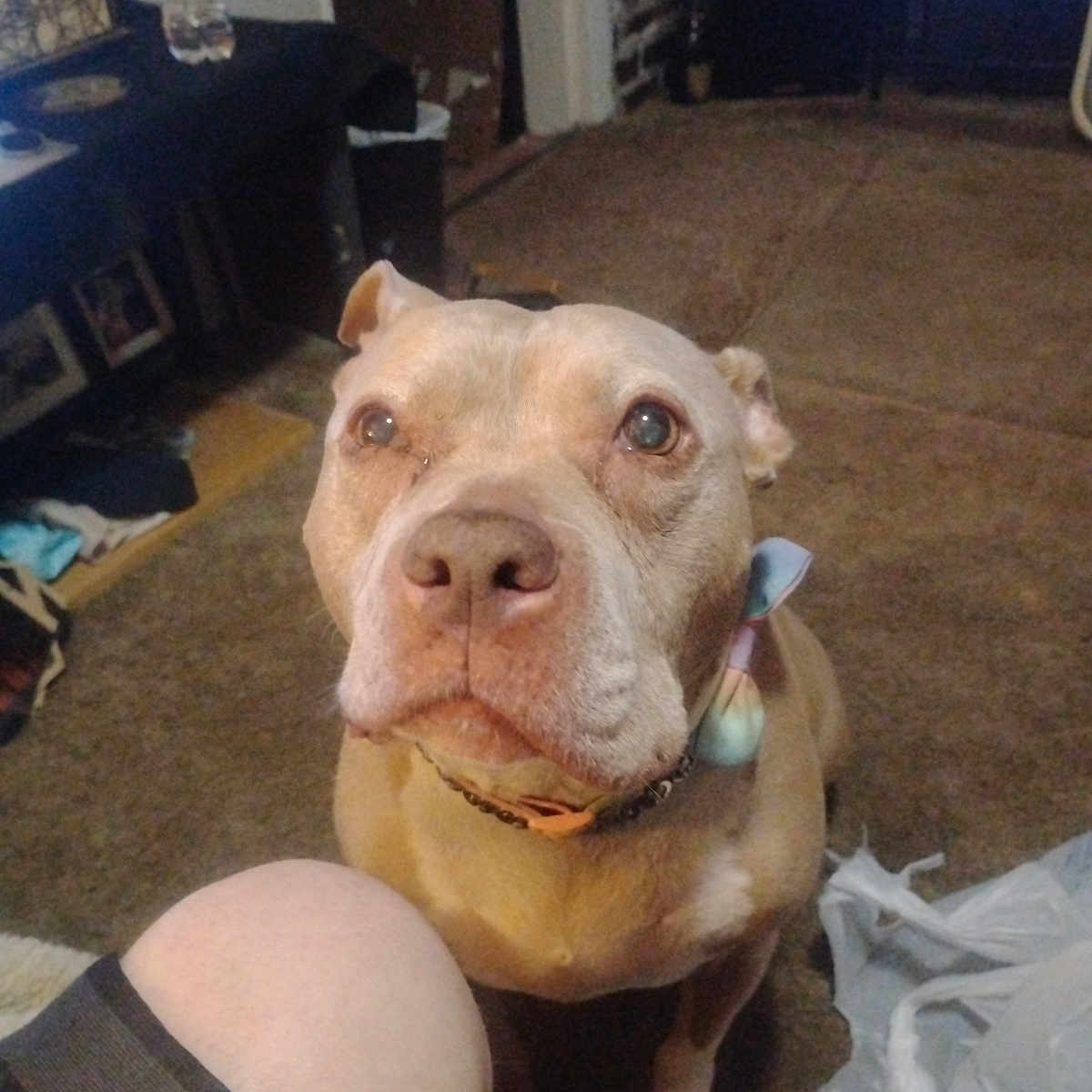 Bella is registered to the contest to win money with this photo: dog, indoor, carpet, person_knee, plastic_bag, water_bottle, table, room, brown_dog, pet, collar, looking_up, floor, casual, home, clutter, furniture, close_up, animal, domestic