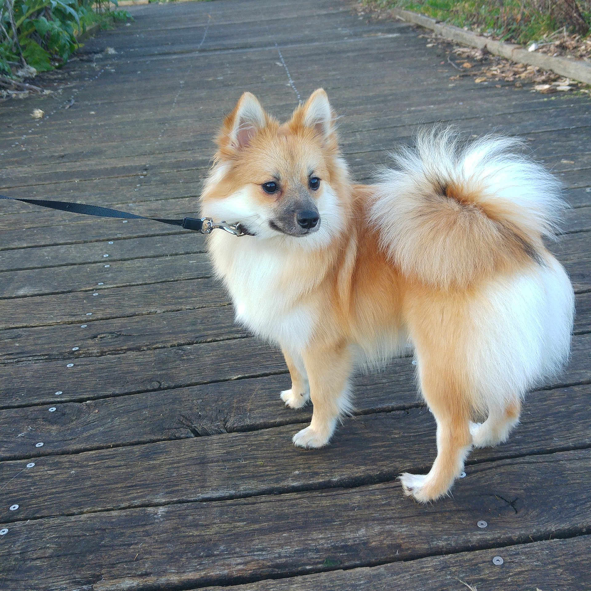 Nala