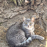 Sweet Boy joined the competition — help win amazing prizes! animal, cat, close_up, curious, daylight, earth, fur, gray_tabby, ground, lying_down, mammal, nature, outdoor, pet, relaxed, texture, tree_trunk, whiskers, wildlife, yellow_eyes
