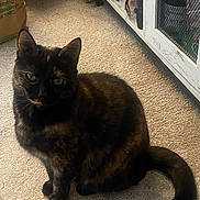 Autum is registered to the contest to win money with this photo: cat, tortoiseshell, pet, indoor, carpet, furniture, cabinet, mesh_door, paper_bag, curious, animal, domestic, floor, tail, ears, whiskers, sitting, home, quiet, calm