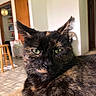 Autum joined the competition — help win amazing prizes! animal, cat, close_up, cozy, domestic, door, ears, face, feline, floor, fur, green_eyes, home, indoor, pet, portrait, relaxed, stool, tortoiseshell, whiskers