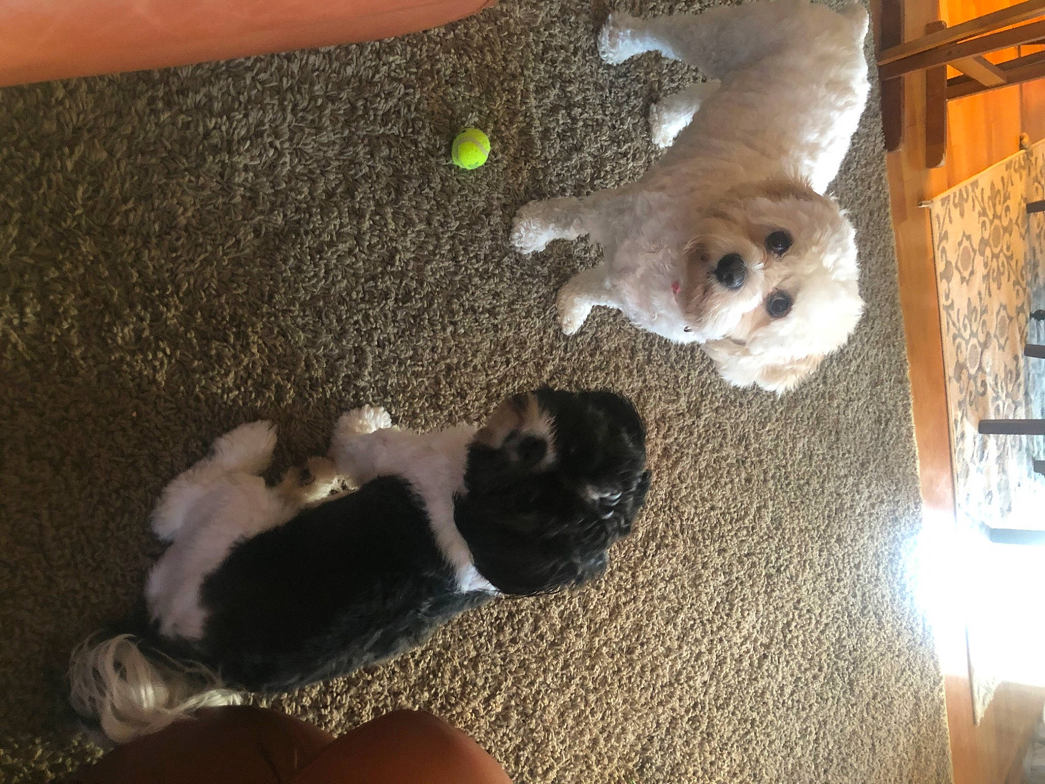 Lil Man joined the competition — help win amazing prizes! canidae, carnivore, companion_dog, dog, dog_breed, fawn, havanese, lhasa_apso, mammal, non_sporting_group, paw, puppy, shih_tzu, sporting_group, toy_dog