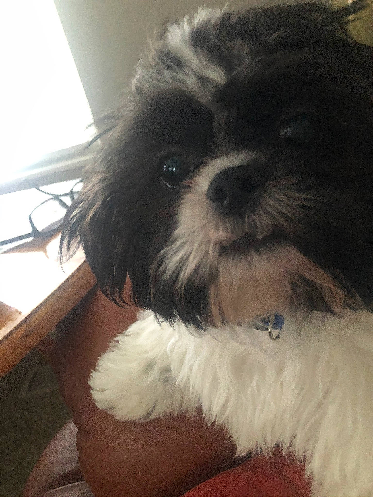Lil Man joined the competition — help win amazing prizes! bolonka, canidae, carnivore, chinese_imperial_dog, companion_dog, dog, dog_breed, eye, kyi_leo, lhasa_apso, mal_shi, maltepoo, maltese, mammal, nose, puppy, shih_poo, shih_tzu, snout, toy_dog