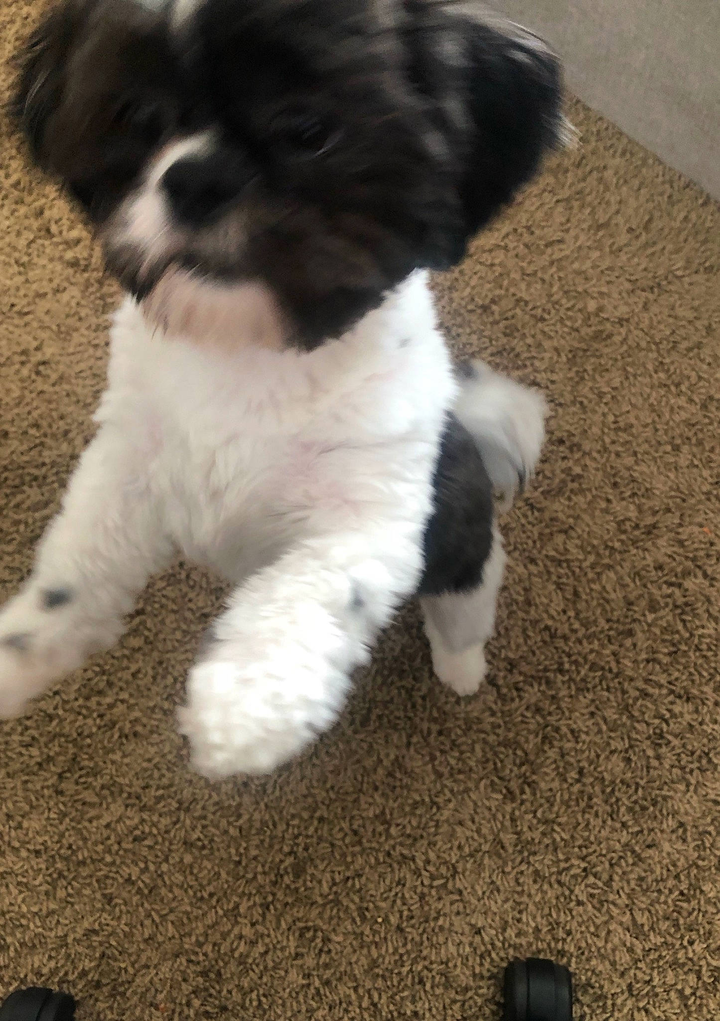 Lil Man joined the competition — help win amazing prizes! canidae, carnivore, chinese_imperial_dog, companion_dog, dog, dog_breed, havanese, kyi_leo, lhasa_apso, mal_shi, maltepoo, mammal, puppy, rare_breed_dog, schnoodle, shih_poo, shih_tzu, snout, toy_dog, vertebrate