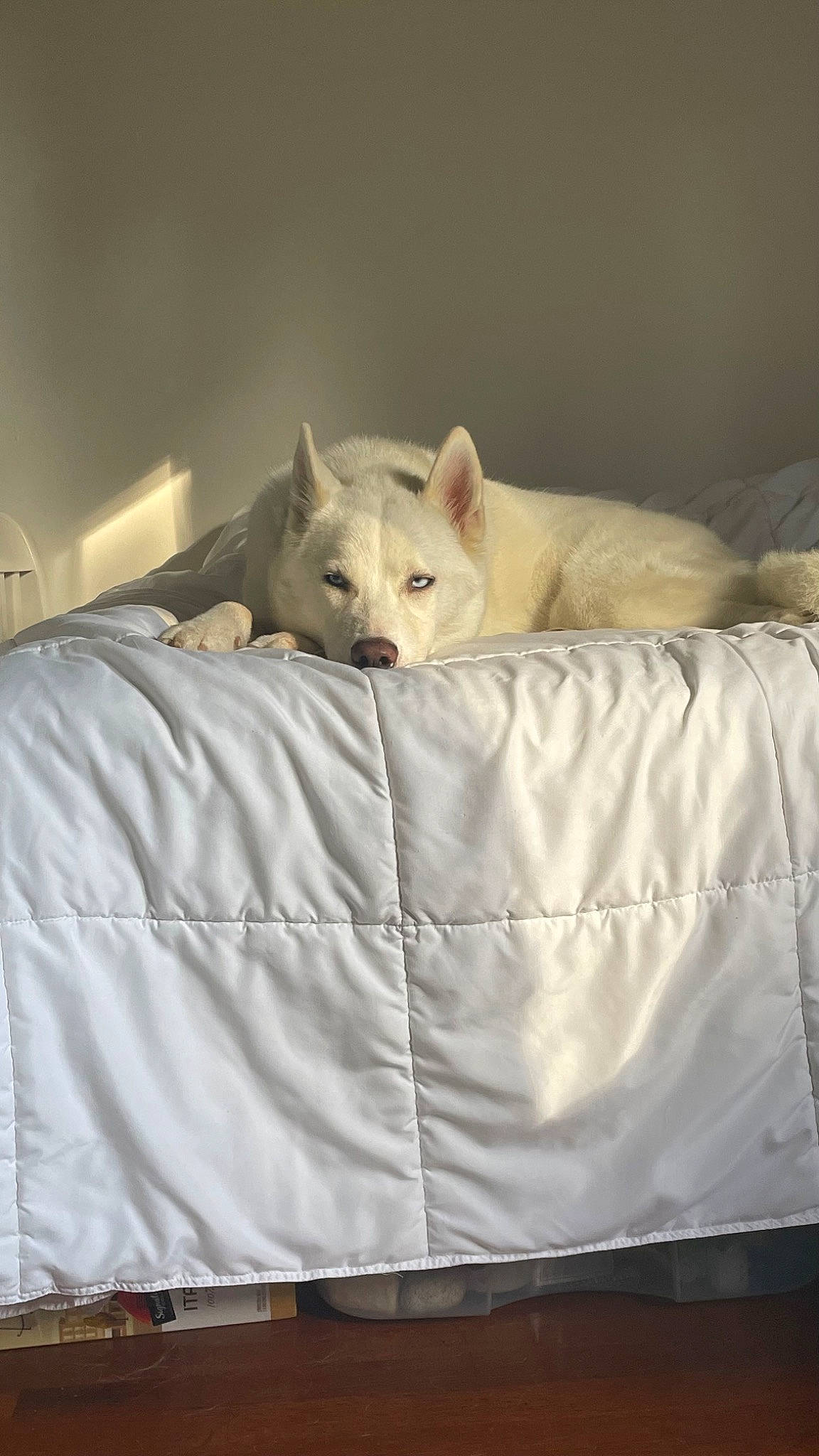 Stevie joined the competition — help win amazing prizes! bed, bed_sheet, bedding, carnivore, cat, comfort, domestic_short_haired_cat, duvet, fawn, felidae, fur, grey, linens, pillow, room, small_to_medium_sized_cats, tail, terrestrial_animal, whiskers, wood