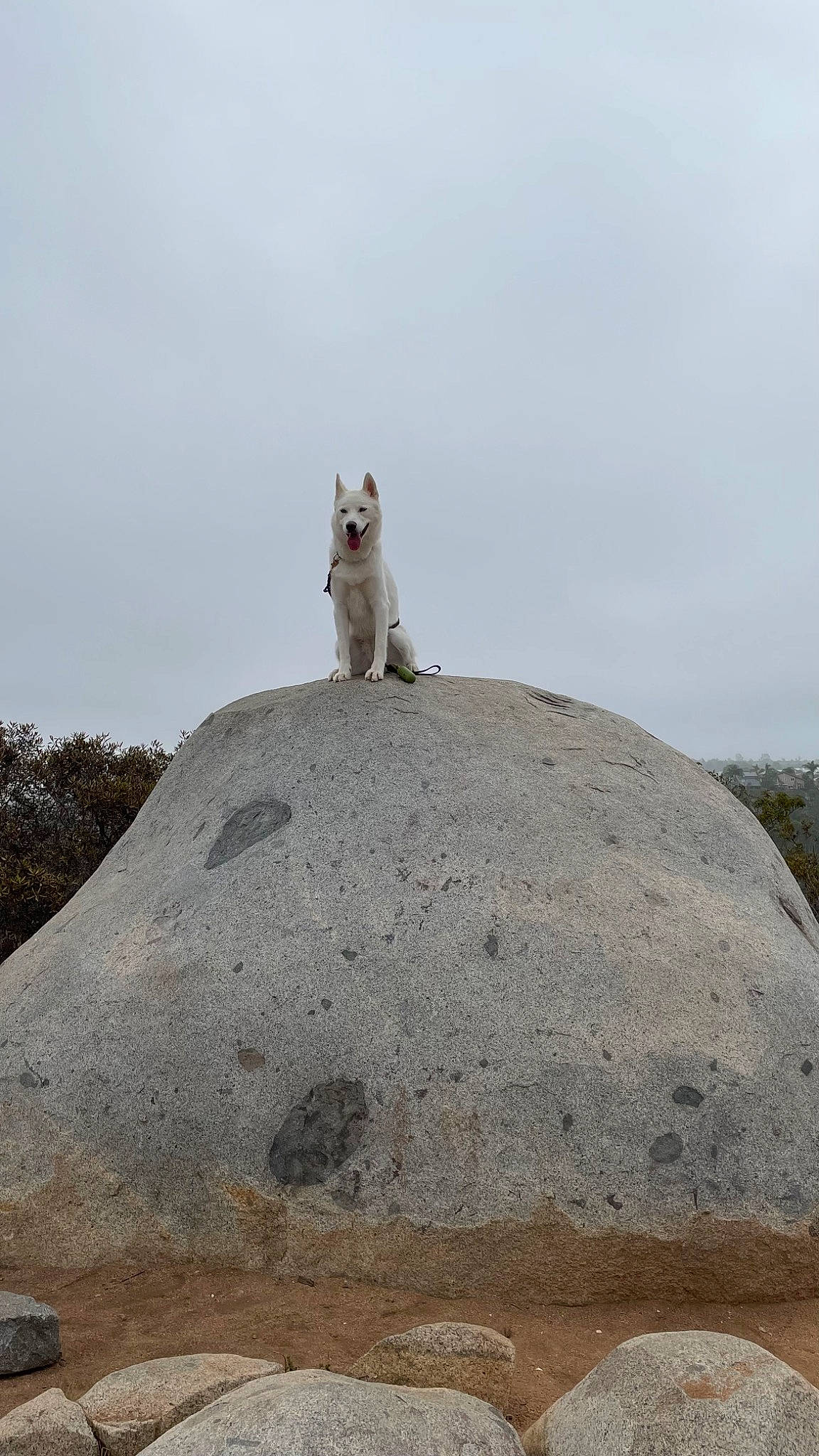 Stevie joined the competition — help win amazing prizes! bedrock, carnivore, dog, fawn, hill, landscape, monument, outcrop, rock, sky, slope, soil, tail, terrestrial_animal, wildlife