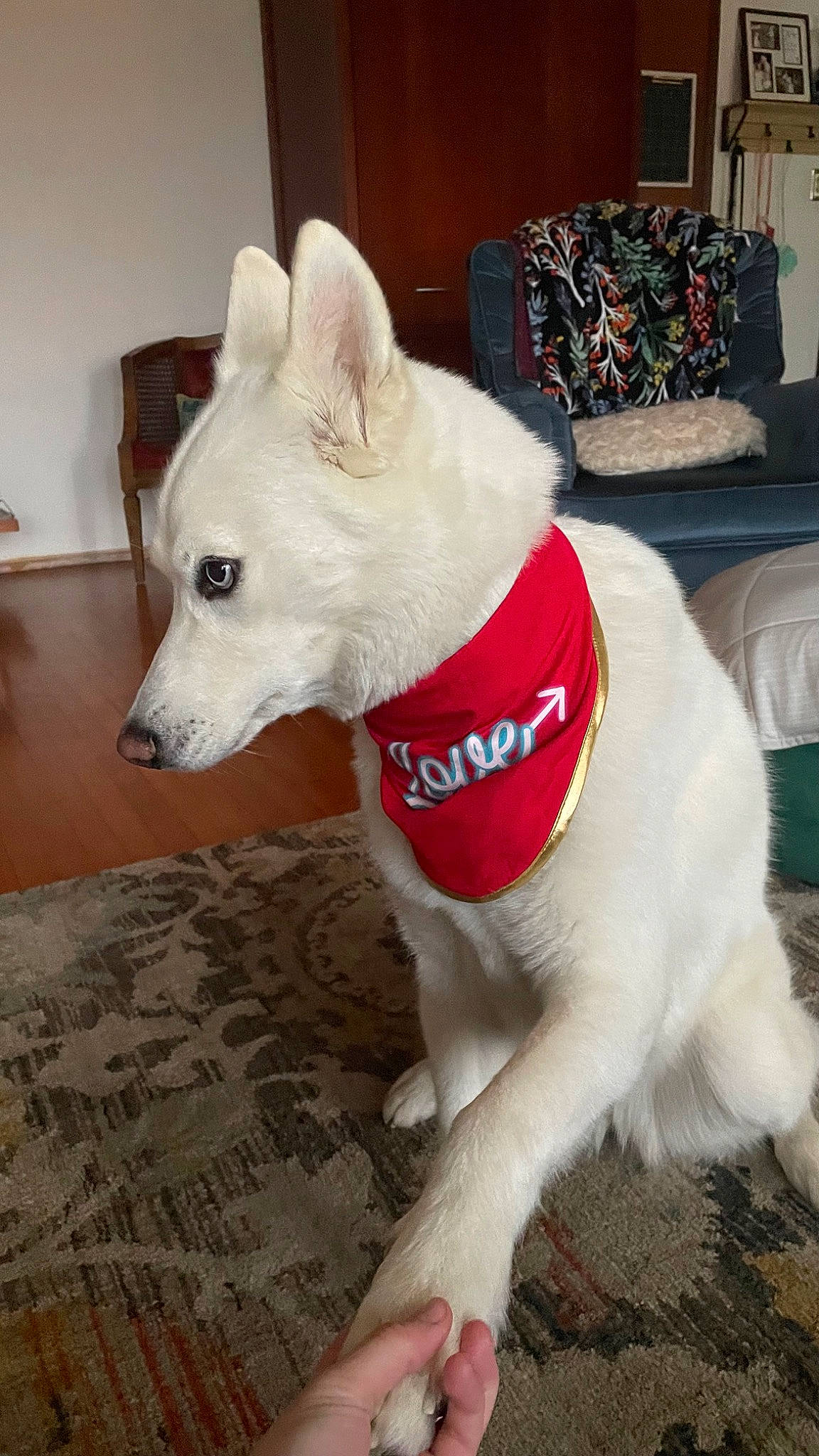 Stevie is registered to the contest to win money with this photo: ancient_dog_breeds, canidae, carnivore, collar, companion_dog, couch, dog, dog_breed, dog_collar, dog_supply, fawn, flooring, fur, pet_supply, snout, sporting_group, tail, terrestrial_animal, whiskers, working_animal