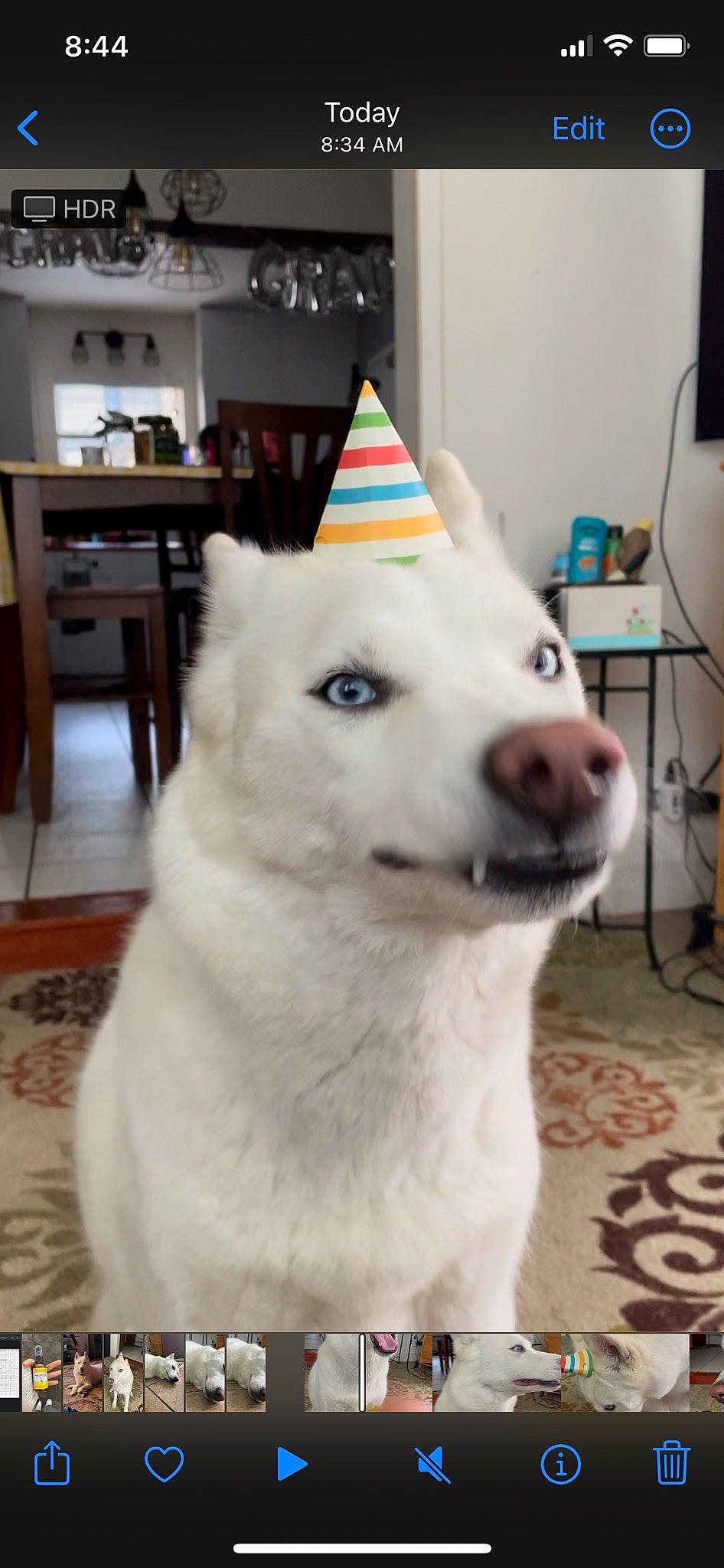 Stevie joined the competition — help win amazing prizes! canidae, carnivore, companion_dog, cone, dog, dog_breed, door, flooring, fur, giant_dog_breed, home_appliance, non_sporting_group, snout, sporting_group, tail, television, whiskers, wood, working_animal, working_dog