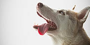 Alaska is registered to the contest to win money with this photo: dog, husky, pet, animal, tongue_out, collar, portrait, white_background, furry, canine, side_view, looking_up, happy, domestic_animal, mammal, ears_up, closeup, indoor, cute, playful