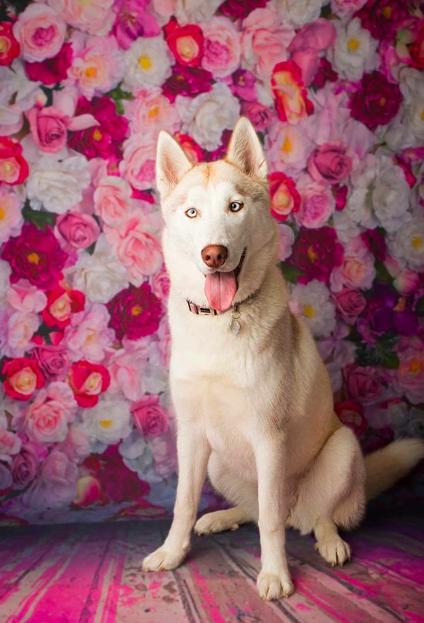 Alaska is registered to the contest to win money with this photo: dog, husky, animal, pet, sitting, tongue_out, blue_eyes, collar, flower_wall, pink, white_fur, portrait, indoor, cute, happy, floral_background, studio, mammal, canine, smiling