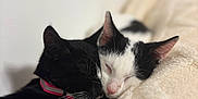 Ginny And Georgia joined the competition — help win amazing prizes! cat, black_cat, black_and_white_cat, sleeping, snuggling, pet, animal, feline, collar, blanket, soft_texture, cozy, domestic_animal, close_up, cute, resting, indoor, two_animals, peaceful, fur