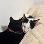 cat, black_cat, black_and_white_cat, sleeping, snuggling, pet, animal, feline, collar, blanket, soft_texture, cozy, domestic_animal, close_up, cute, resting, indoor, two_animals, peaceful, fur