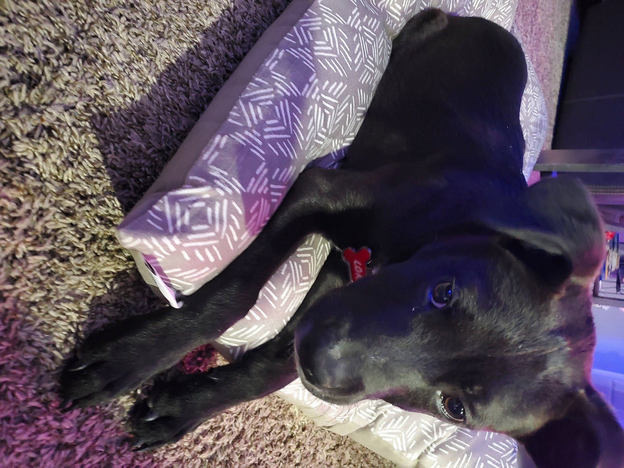 Loki joined the competition — help win amazing prizes! borador, canidae, carnivore, companion_dog, dog, dog_breed, dog_collar, electric_blue, fawn, flooring, fur, magenta, pink, purple, snout, sporting_group, tail, tints_and_shades, violet, working_animal