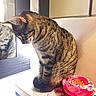 Michi joined the competition — help win amazing prizes! animal, cat, closeup, curious, decor, domestic_animal, feline, flower, fur, indoor, mirror, natural_light, pet, portrait, reflection, rose, sitting, striped, tabby_cat, whiskers