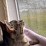 Michi joined the competition — help win amazing prizes! cat, tabby_cat, indoor, window, rain, blanket, pet, feline, looking_outside, resting, cozy, animal, whiskers, ears, paw, fur, domestic_cat, side_view, soft_light, quiet_moment