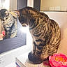 Michi joined the competition — help win amazing prizes! animal, box, calm, cat, closeup, curious, decorative, feline, flower, household, indoor, mirror, pet, pink_flower, portrait, reflection, sitting, still_life, striped, tabby_cat