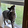 Michi joined the competition — help win amazing prizes! cat, tabby, windowsill, curious, indoor, pet, feline, striped, looking_up, window_screen, daylight, green_background, animal, whiskers, ears, four_legs, tail, domestic, house, curtain