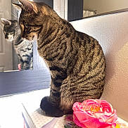 Michi joined the competition — help win amazing prizes! animal, box, calm, cat, closeup, contemplative, decor, feline, flower, household, indoor, mirror, pet, reflection, rose, sitting, still_life, striped_fur, sunlight, tabby_cat