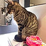 animal, box, calm, cat, closeup, contemplative, decor, feline, flower, household, indoor, mirror, pet, reflection, rose, sitting, still_life, striped_fur, sunlight, tabby_cat