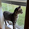 cat, tabby_cat, windowsill, window, curtains, indoor, pet, animal, striped_fur, looking_outside, mesh_screen, natural_light, domestic_cat, feline, side_view, standing, house, curiosity, soft_light, quiet_moment