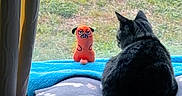 Michi joined the competition — help win amazing prizes! cat, plush_toy, window, blanket, indoor, animal, pet, curious, gray_cat, soft_texture, cushion, facing_away, stuffed_animal, orange_toy, grass_outside, daylight, relaxing, cozy, home, curtain