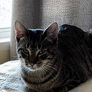 Michi is registered to the contest to win money with this photo: cat, tabby, indoor, pet, animal, loafing, blanket, texture, window, curtain, fur, whiskers, ears, resting, closeup, cozy, domestic, mammal, feline, relaxed