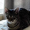 cat, tabby, indoor, pet, animal, loafing, blanket, texture, window, curtain, fur, whiskers, ears, resting, closeup, cozy, domestic, mammal, feline, relaxed
