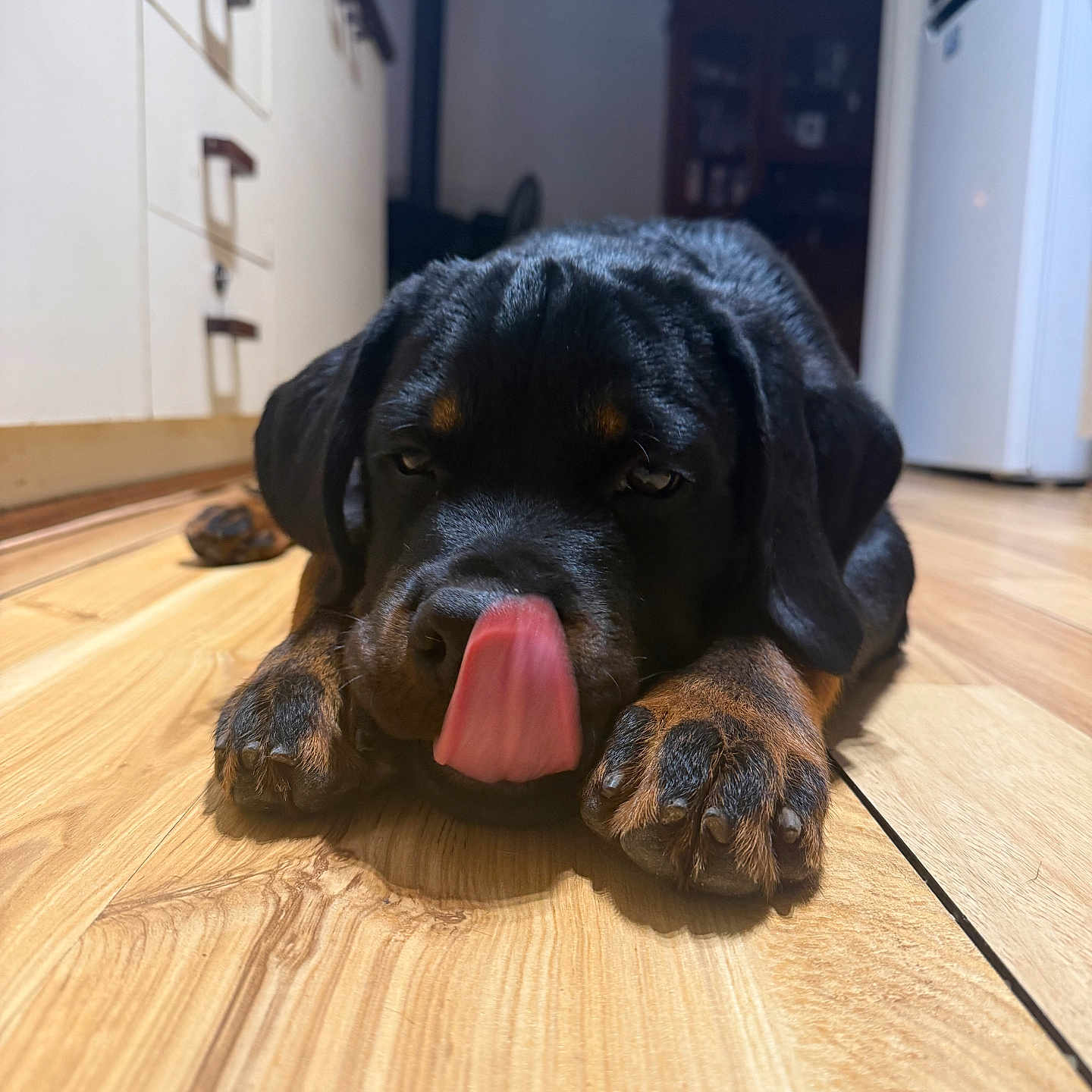 Koba joined the competition — help win amazing prizes! animal, bodypart, canine, cockerspaniel, dog, drawer, furniture, hardwood, hound, indoors, interiordesign, labradorretriever, mouth, person, pet, plywood, pointer, puppy, tongue, wood