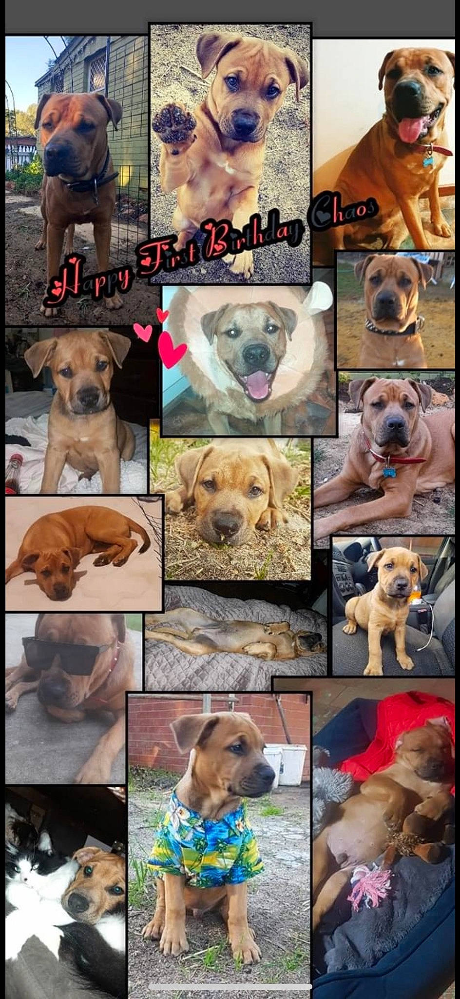 Chaos joined the competition — help win amazing prizes! bulldog, carnivore, collar, companion_dog, dog, dog_breed, dog_collar, fawn, pet_supply, photograph, photography, plant, snapshot, snout, sporting_group, vertebrate, working_animal, working_dog, wrinkle, yellow