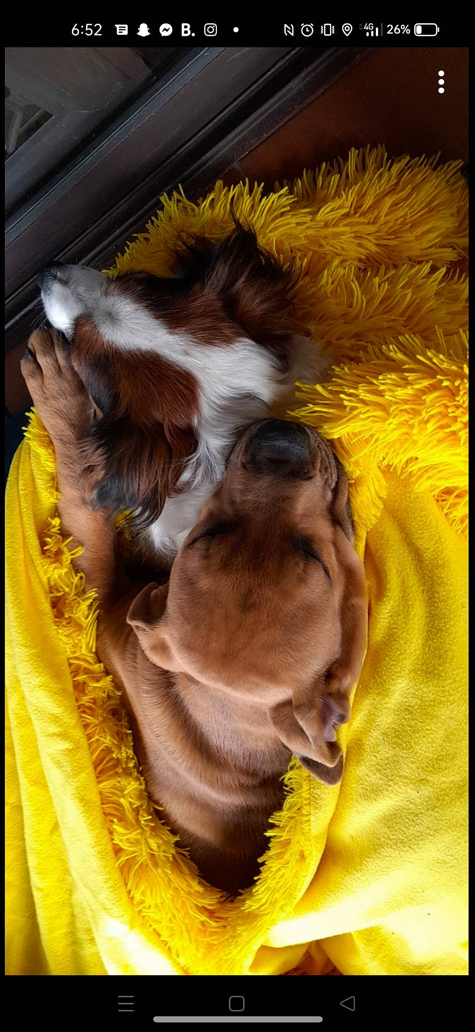 Chaos joined the competition — help win amazing prizes! canidae, carnivore, comfort, companion_dog, dog, dog_breed, fawn, felidae, fur, liver, nap, paw, rectangle, snout, sporting_group, tail, terrestrial_animal, textile, working_animal, yellow