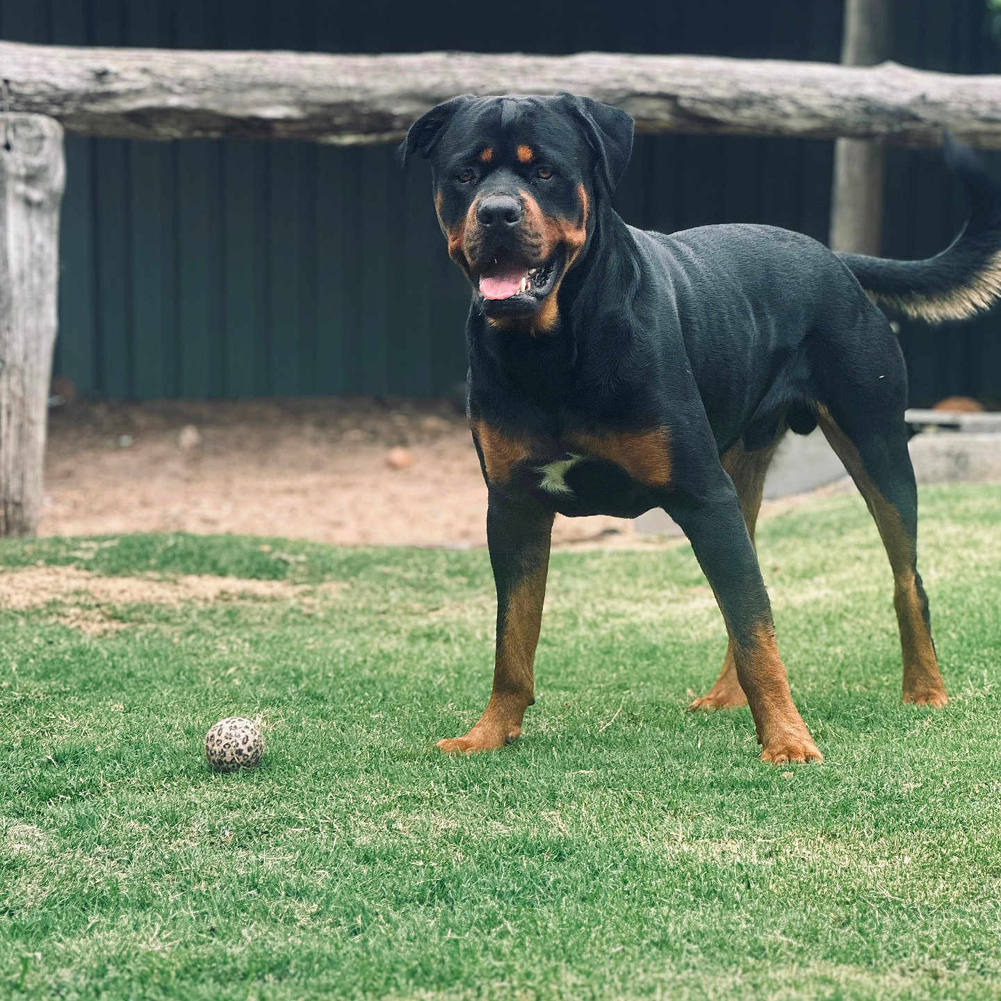 Rocky is registered to the contest to win money with this photo: animal, backyard, ball, canine, dog, football, grass, hound, labradorretriever, lawn, nature, outdoors, pet, plant, pointer, soccer, soccerball, sphere, sport, yard